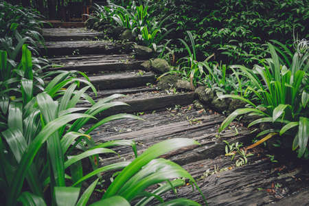 Old rustic wooden stairs in the gardenの写真素材