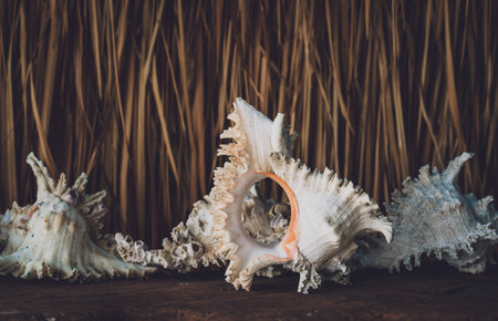 Big sea shell on a dark backgroundの写真素材