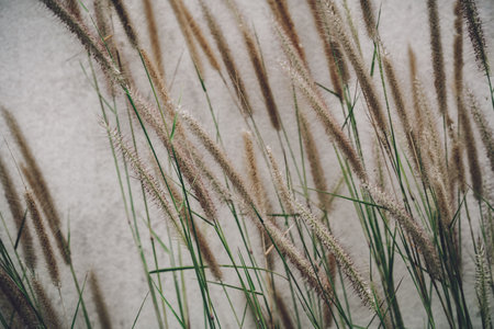 Spikelets in the wind on a field with a blurred grey backgroundの写真素材