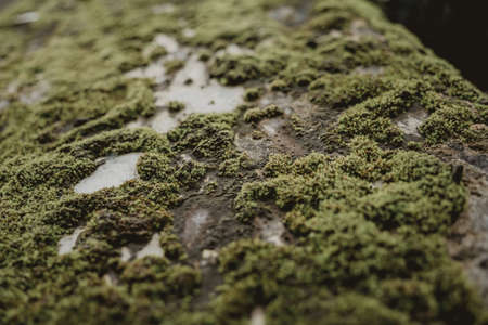 Big old concrete wall with green moss and lichenの写真素材