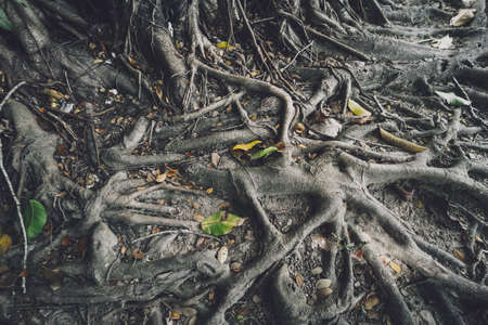 Roots of banyan tree in Thailands forestsの写真素材