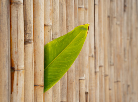 Background and texture of bamboo wall or fenceの写真素材