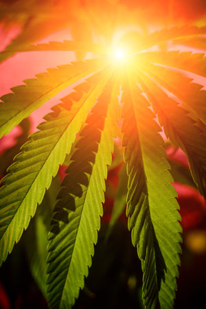 Cannabis plant leaves on dark color backgroundの写真素材