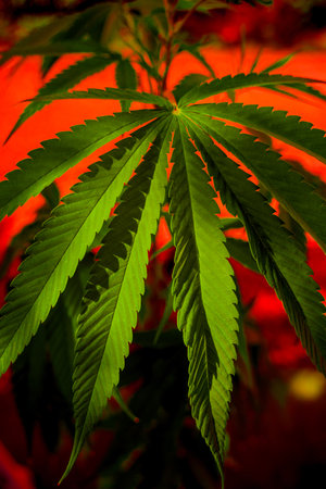Cannabis plant leaves on dark color backgroundの写真素材