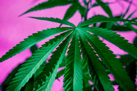 Cannabis plant leaves on dark color backgroundの写真素材