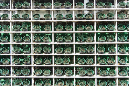 Vegetable bed boxes with soil in the cafe organic gardenの写真素材