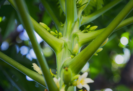 Green leafs on blurred background in gardenの写真素材