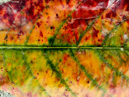 The texture of dry autumn brown leaves on the ground