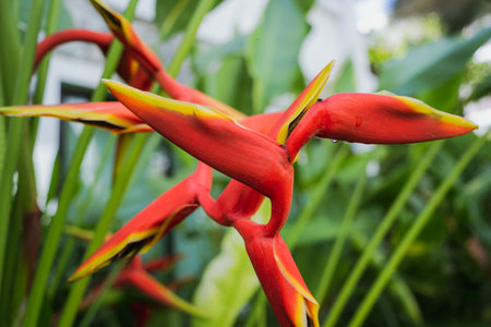 Green leafs on blurred background in gardenの写真素材
