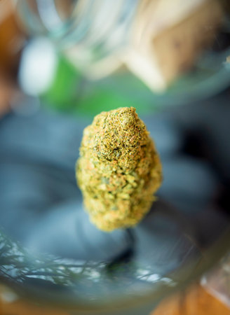 A young man examines under a magnifying glass the joints and buds of medical marijuanaの写真素材
