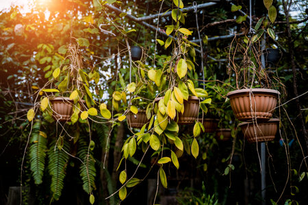 Luxury landscape design of the tropical gardenの写真素材