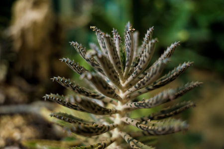 Luxury landscape design of the tropical gardenの写真素材