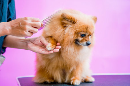 Groomer cutting Pomeranian dog at grooming salon.の写真素材