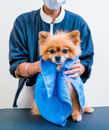 Groomer wipes a Pomeranian dog after washing in at grooming salonの写真素材