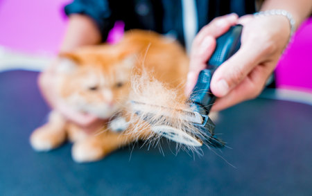 Groomer cutting a beautiful red cat at grooming salon.の写真素材