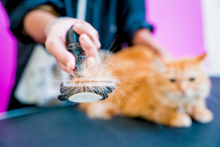 Groomer cutting a beautiful red cat at grooming salon.の写真素材