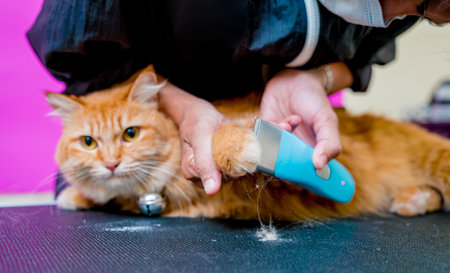 Groomer cutting a beautiful red cat at grooming salon.の写真素材