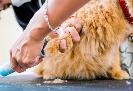 Groomer cutting a beautiful red cat at grooming salon.の写真素材