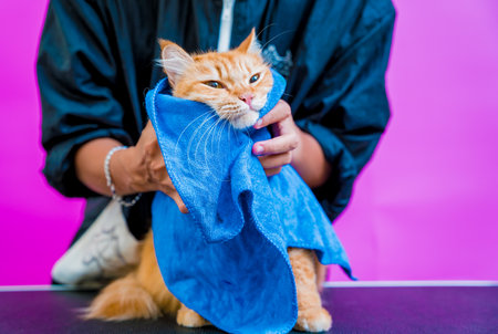 Groomer wipes a beautiful red cat after washing in at grooming salonの写真素材