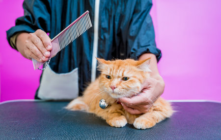 Groomer cutting a beautiful red cat at grooming salon.の写真素材