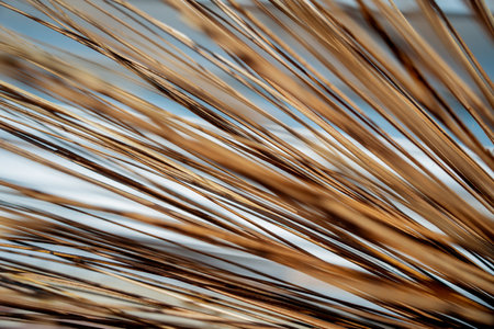 The texture of dry palm leaves on the groundの写真素材