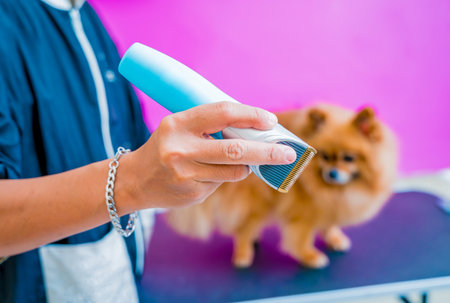 Groomer cutting Pomeranian dog at grooming salon.の写真素材