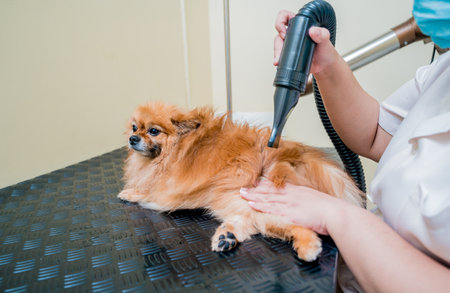Groomer blow dry a Pomeranian dog after washing in at grooming salonの写真素材
