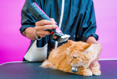 Groomer cutting a beautiful red cat at grooming salon.の写真素材