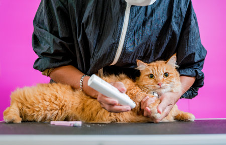 Groomer polishing claws a beautiful red cat at grooming salonの写真素材