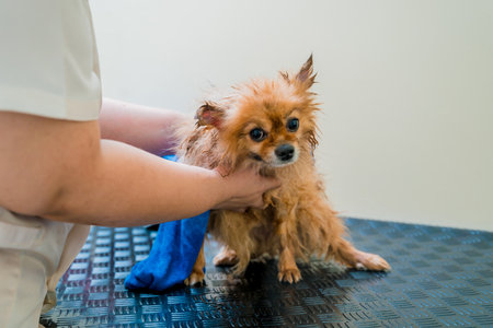 Groomer wipes a Pomeranian dog after washing in at grooming salonの写真素材