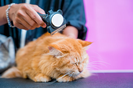 Groomer cutting a beautiful red cat at grooming salon.の写真素材