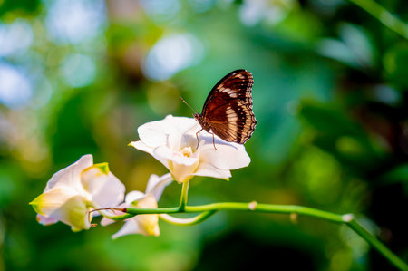 Image of a butterfly on the flower with blurry background.