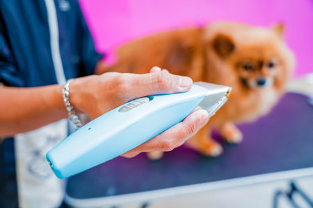 Groomer cutting Pomeranian dog at grooming salon.