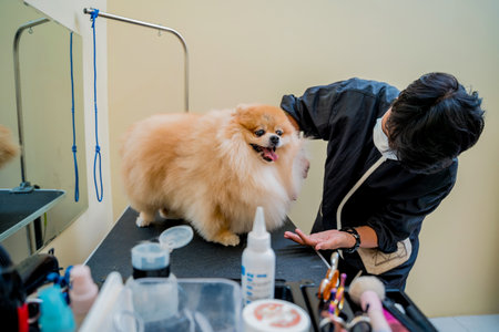 Groomer with protective face mask cutting Pomeranian dog at grooming salon.の写真素材