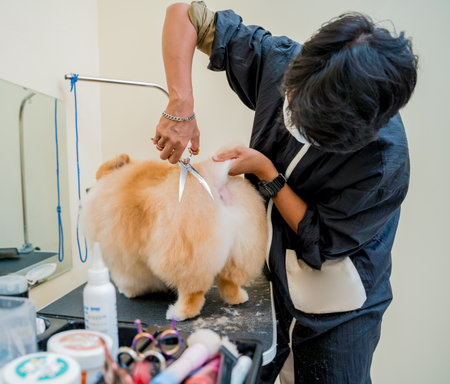 Groomer with protective face mask cutting Pomeranian dog at grooming salon.の写真素材