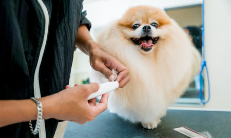 Groomer polishing claws a Pomeranian dog at grooming salonの写真素材