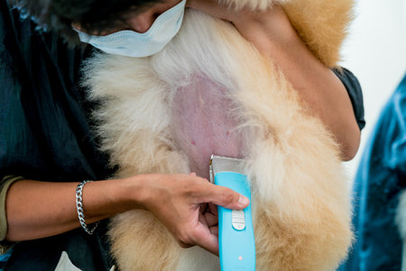 Groomer with protective face masks cutting Pomeranian dog at grooming salon.の写真素材