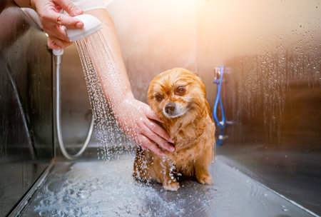 Groomer washing a Pomeranian dog at the bath of grooming salonの写真素材