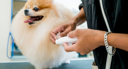 Groomer polishing claws a Pomeranian dog at grooming salonの写真素材
