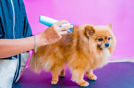 Groomer cutting Pomeranian dog at grooming salon.の写真素材