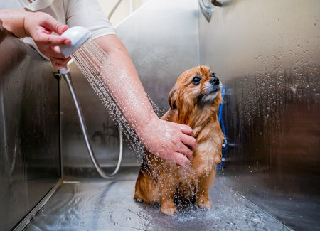 Groomer washing a Pomeranian dog at the bath of grooming salonの写真素材