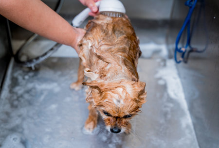 Groomer washing a Pomeranian dog at the bath of grooming salonの写真素材