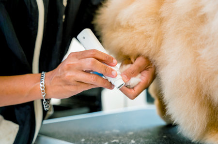 Groomer polishing claws a Pomeranian dog at grooming salon.