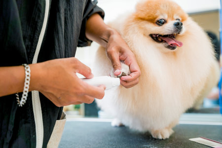 Groomer polishing claws a Pomeranian dog at grooming salonの写真素材