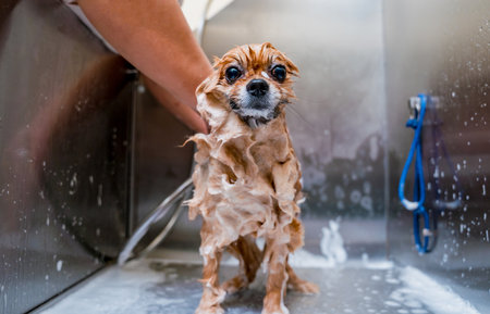 Groomer washing a Pomeranian dog at the bath of grooming salonの写真素材