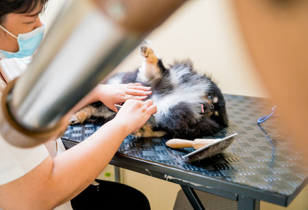 Groomer with protective face masks cutting Pomeranian dog at grooming salon.の写真素材
