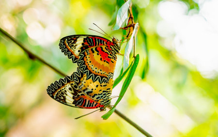 Image of a butterfly on the flower with blurry background.の写真素材
