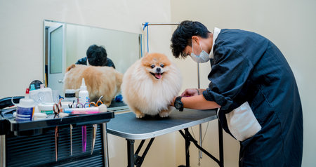 Groomer with protective face mask cutting Pomeranian dog at grooming salon.の写真素材