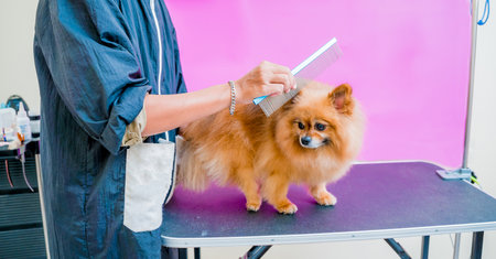 Groomer cutting Pomeranian dog at grooming salon.の写真素材