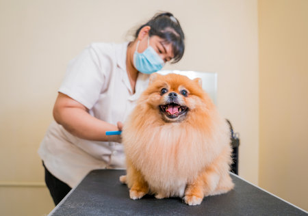 Groomer with protective face masks cutting Pomeranian dog at grooming salon.の写真素材